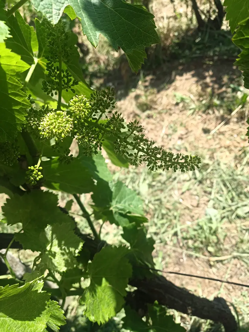 Dettaglio delle foglie della vite