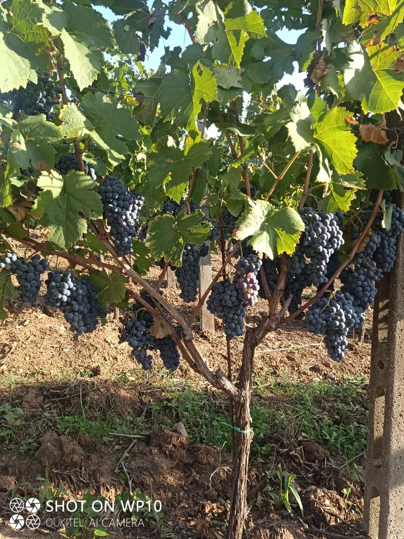 Filare di Cesanese carico di uva