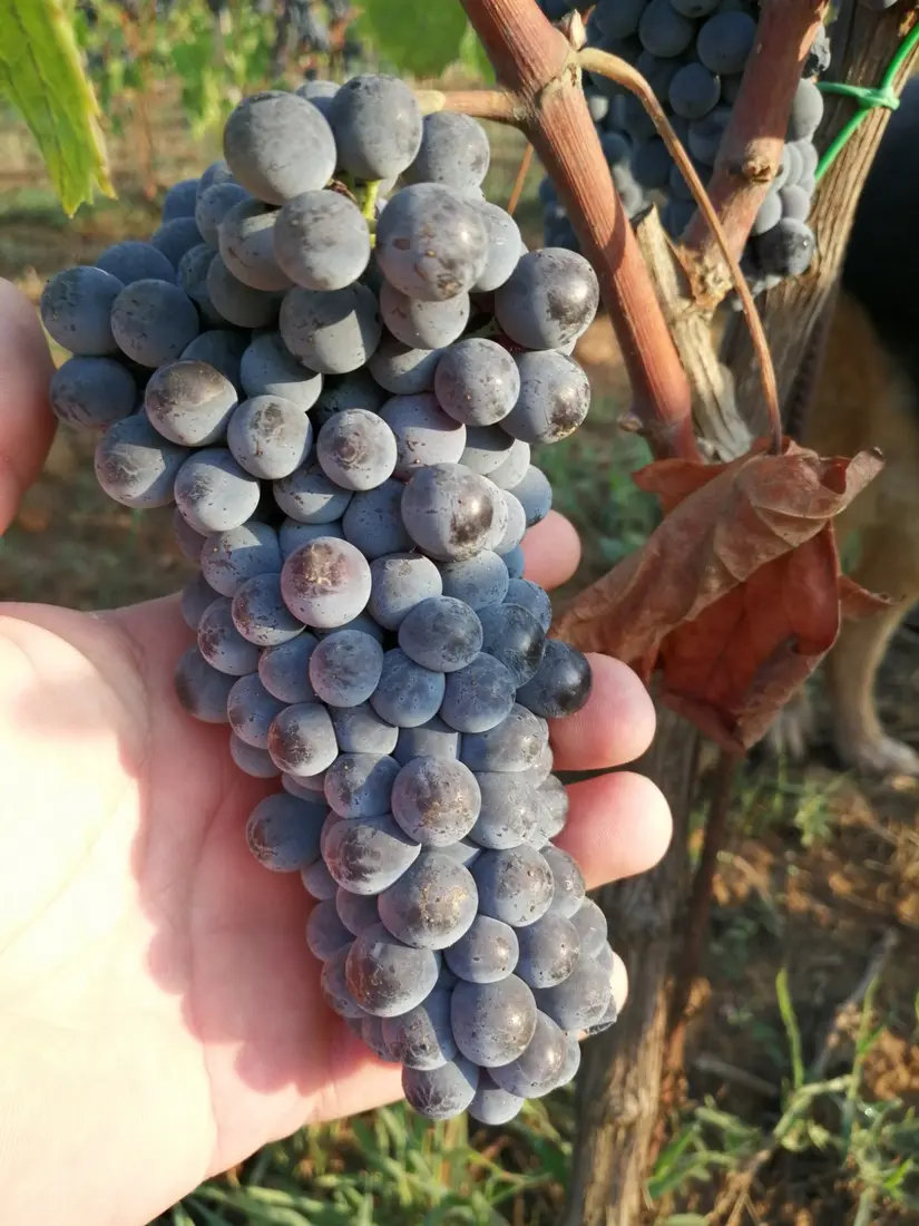 Grappolo di Cesanese in vendemmia