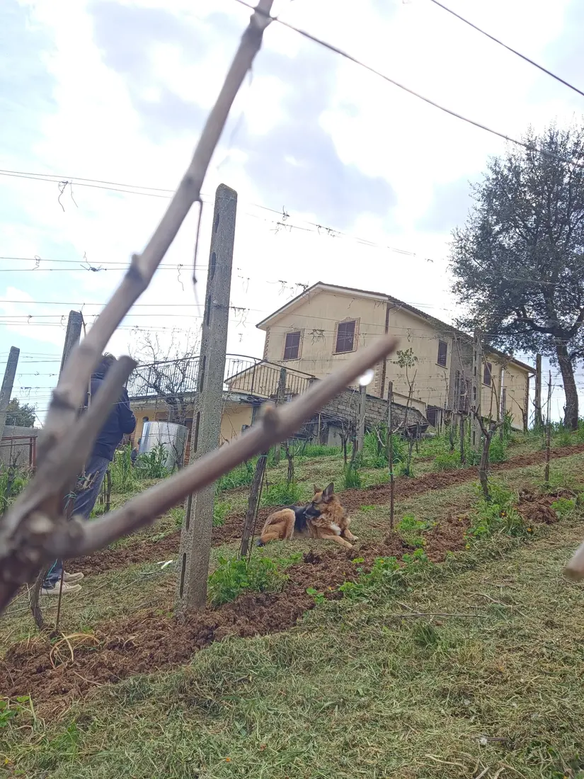 Vigneto dell’azienda Marco Antonelli